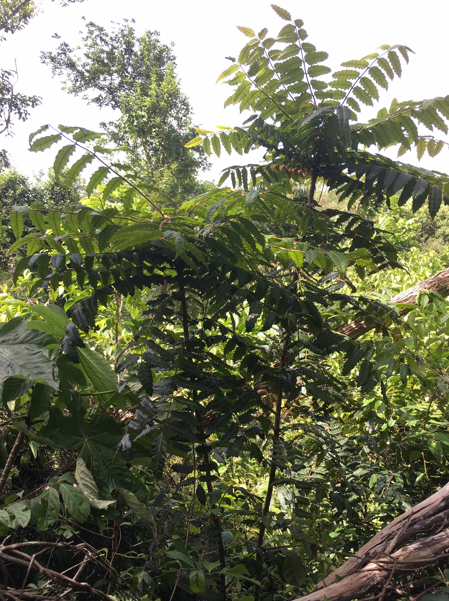 The Poisonous Plants of Puerto Rico – Beyond the Backyard